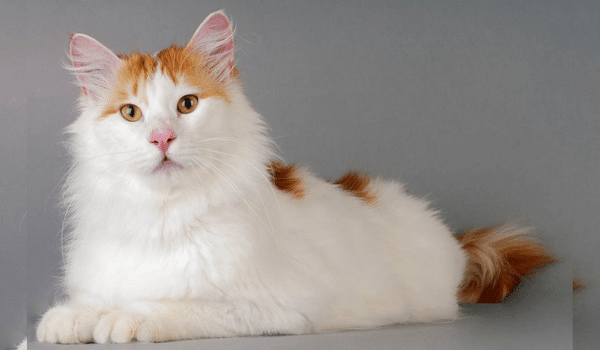 Mèo Turkish Van, giống mèo mang đến sự may mắn