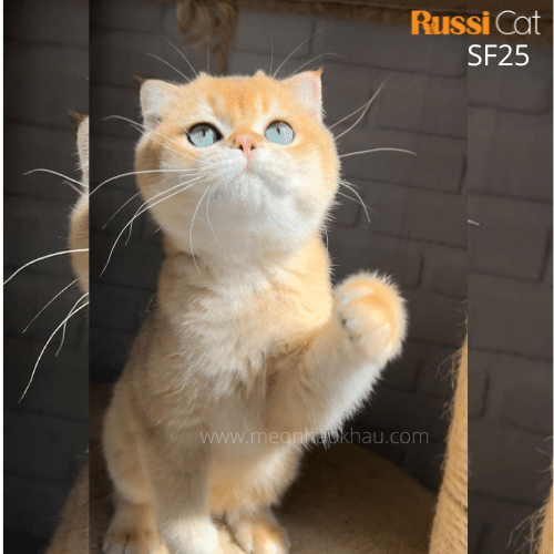 Mèo tai cụp golden ny12 nhập Nga