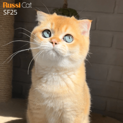 Mèo tai cụp golden ny12 nhập Nga