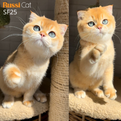 Mèo tai cụp golden ny12 nhập Nga