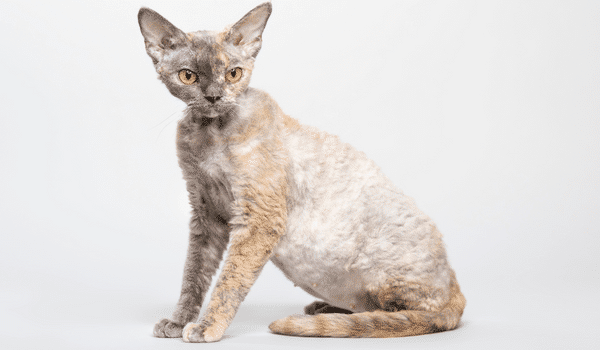 Nguồn gốc, đặc điểm, giá bán, cách chăm sóc mèo Devon rex