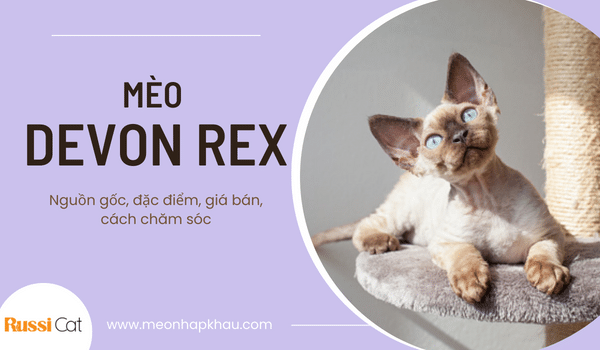 Nguồn gốc, đặc điểm, giá bán, cách chăm sóc mèo Devon rex