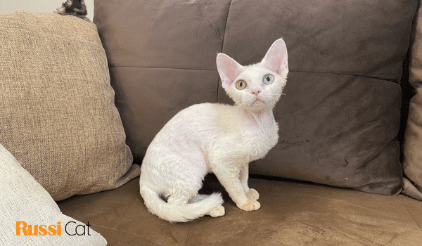 Nguồn gốc, đặc điểm, giá bán, cách chăm sóc mèo Devon rex