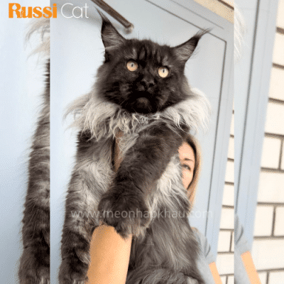 Mèo Maine Coon nhập Nga
