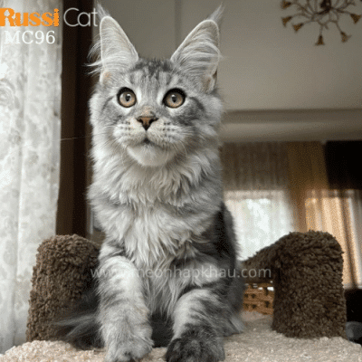 Mèo Maine Coon nhập Nga