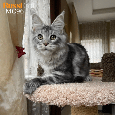 Mèo Maine Coon nhập Nga