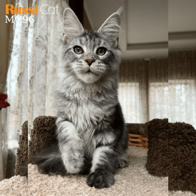 Mèo Maine Coon nhập Nga