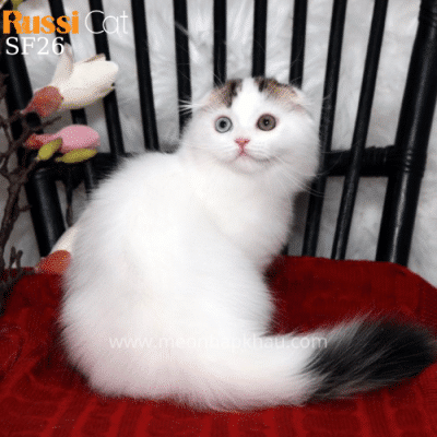 Mèo tai cụp mắt hai màu