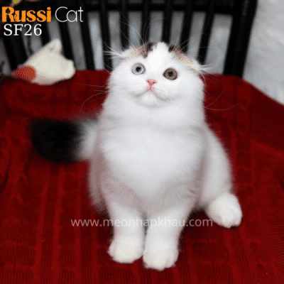 Mèo tai cụp mắt hai màu