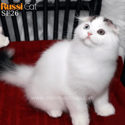 Mèo tai cụp mắt hai màu