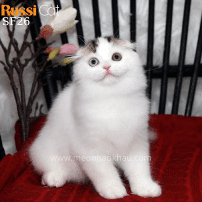 Mèo tai cụp mắt hai màu