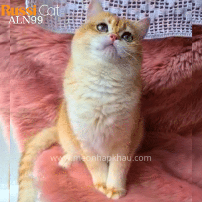 Mèo Golden Ny12
