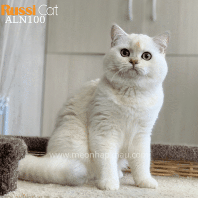 Mèo Anh lông ngắn