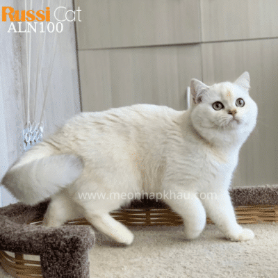 Mèo Anh lông ngắn