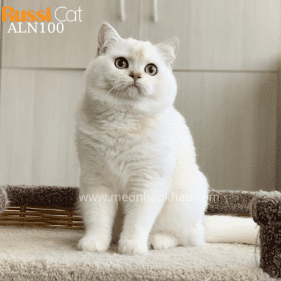 Mèo Anh lông ngắn