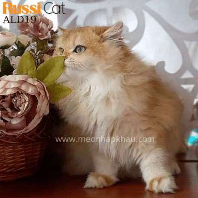 Mèo Anh Lông Dài Golden Ny12
