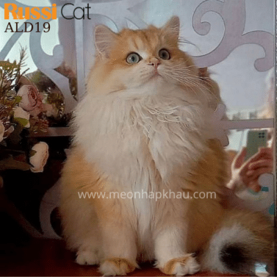 Mèo Anh Lông Dài Golden Ny12