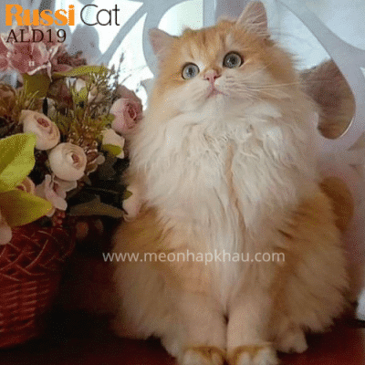 Mèo Anh Lông Dài Golden Ny12