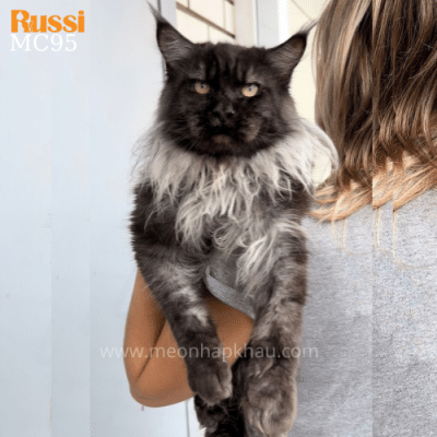 Mèo Maine Coon nhập Nga