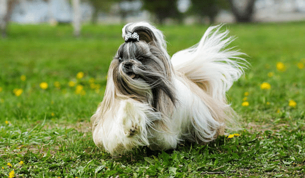 CHÓ SHIH TZU – NGUỒN GỐC, ĐẶC ĐIỂM, GIÁ VÀ NƠI BÁN