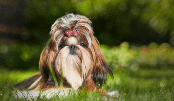 CHÓ SHIH TZU – NGUỒN GỐC, ĐẶC ĐIỂM, GIÁ VÀ NƠI BÁN