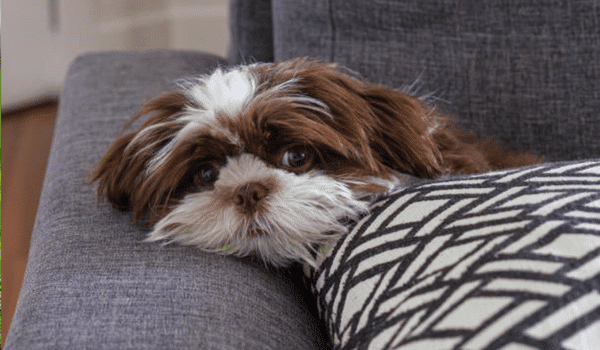 CHÓ SHIH TZU – NGUỒN GỐC, ĐẶC ĐIỂM, GIÁ VÀ NƠI BÁN