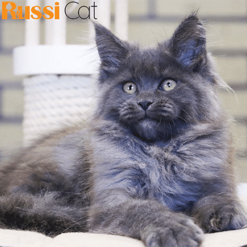 Mèo Maine Coon, Đực, 3 Tháng – MC100 - RussiCat - Mèo nhập khẩu