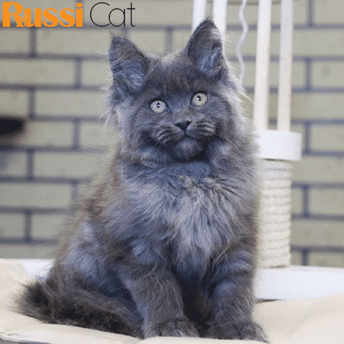 Mèo Maine Coon, Đực, 3 Tháng – MC100 - RussiCat - Mèo nhập khẩu
