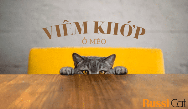 VIÊM KHỚP Ở MÈO