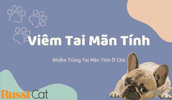 VIÊM TAI MÃN TÍNH/ NHIỄM TRÙNG TAI MÃN TÍNH Ở CHÓ