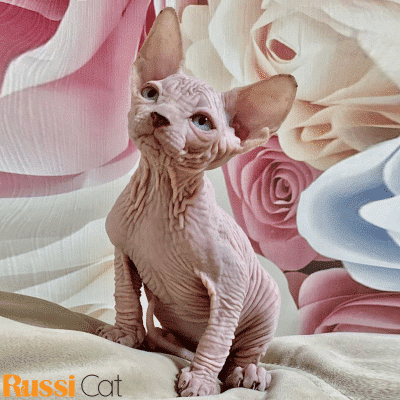 mèo không lông nhập Nga