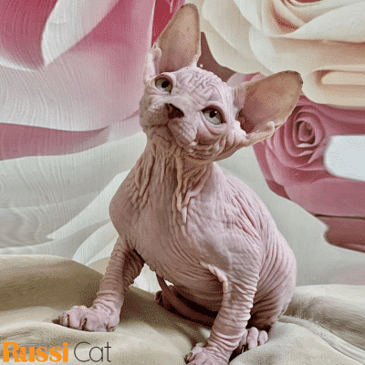 mèo không lông nhập Nga