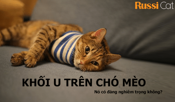 KHỐI U TRÊN CHÓ MÈO?