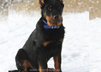 Chó Beauceron (Becgie Pháp) Nhập Nga, Đực, 4 Tháng – BC03