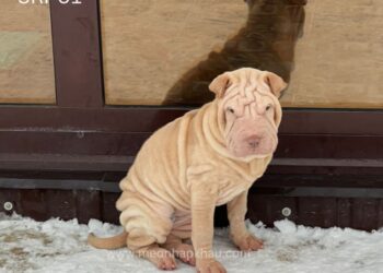 Chó Sa Bì (Shar-pei), cái, 3 tháng – SRP01