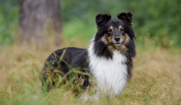 Chó chăn cừu Shetland sheep dog