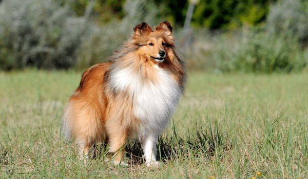 Chó chăn cừu Shetland sheep dog