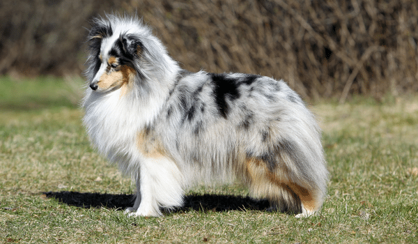 Chó chăn cừu Shetland sheep dog