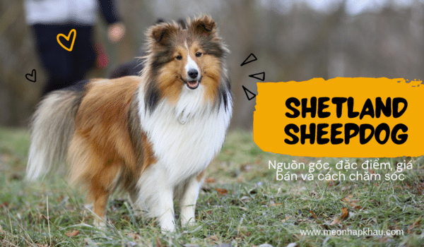 Chó chăn cừu Shetland sheep dog