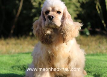 Chó Cocker Mỹ (American cocker spaniel) – ACS01
