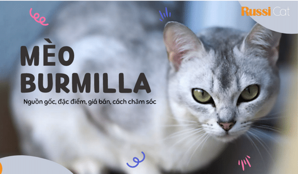 Mèo Burmilla - nguồn gốc, đặc điểm, giá bán (2)