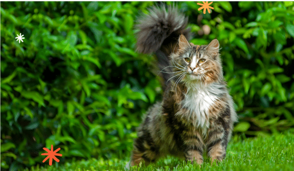 Mèo rừng Na Uy: Bạn muốn khám phá các loài động vật đang tồn tại trên thế giới? Hãy xem hình ảnh về mèo rừng Na Uy, một loài động vật đang cực kỳ quý hiếm. Hãy khám phá sự đa dạng của loài động vật trên thế giới này trong bức ảnh này.