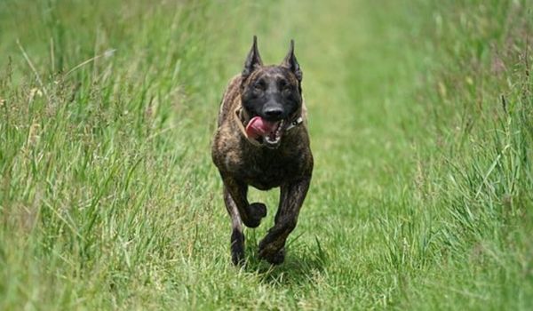 CHÓ CHĂN CỪU HÀ LAN (DUTCH SHEPHERD)- ĐẶC ĐIỂM VÀ GIÁ BÁN