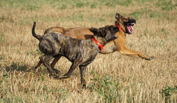 CHÓ CHĂN CỪU HÀ LAN (DUTCH SHEPHERD)- ĐẶC ĐIỂM VÀ GIÁ BÁN