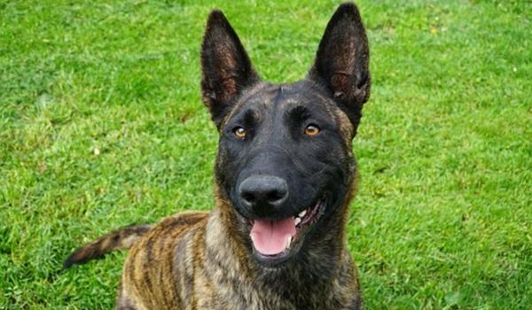 CHÓ CHĂN CỪU HÀ LAN (DUTCH SHEPHERD)- ĐẶC ĐIỂM VÀ GIÁ BÁN