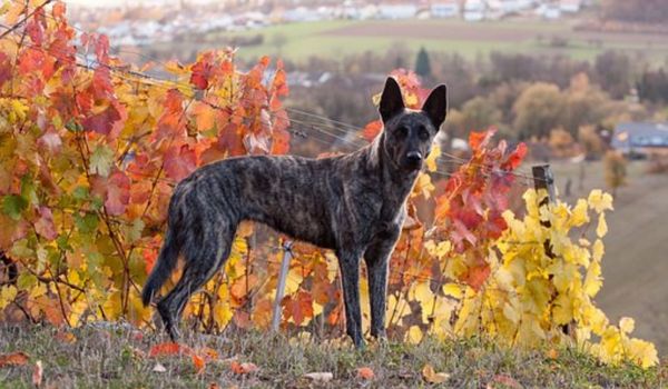 CHÓ CHĂN CỪU HÀ LAN (DUTCH SHEPHERD)- ĐẶC ĐIỂM VÀ GIÁ BÁN