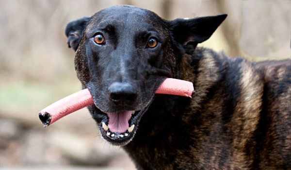 CHÓ CHĂN CỪU HÀ LAN (DUTCH SHEPHERD)- ĐẶC ĐIỂM VÀ GIÁ BÁN