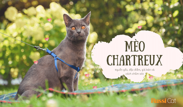 mèo chartreux