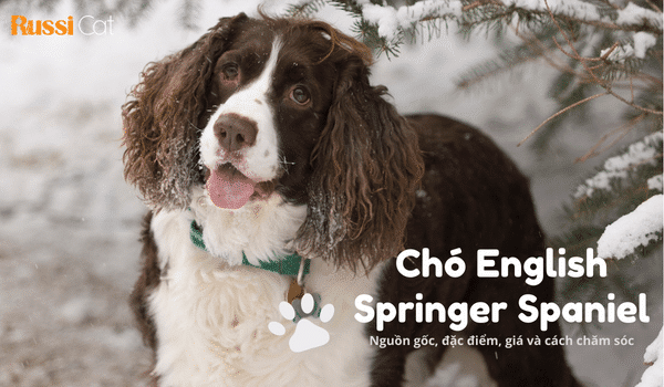 Bạn có biết về chó English Springer Spaniel
