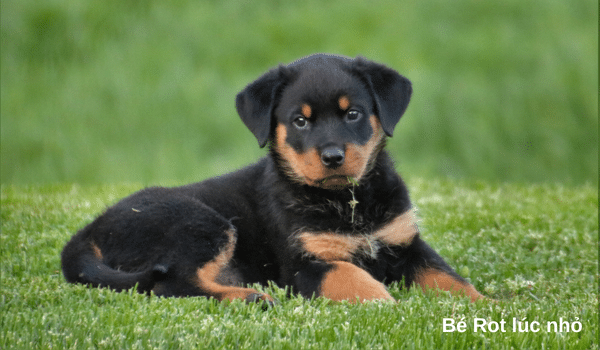 Chó Rottweiler và điều bạn nên biết
